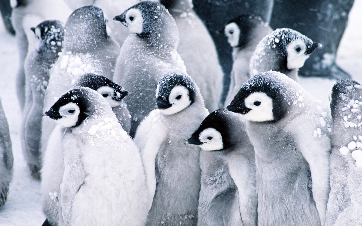 Baby Penguins for 1440 x 900 widescreen resolution