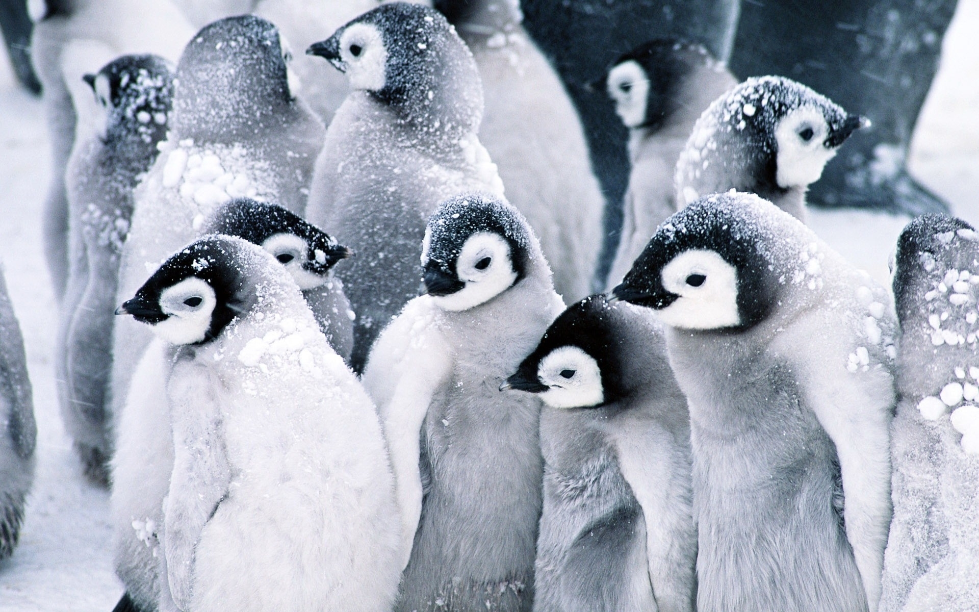 Baby Penguins for 1920 x 1200 widescreen resolution