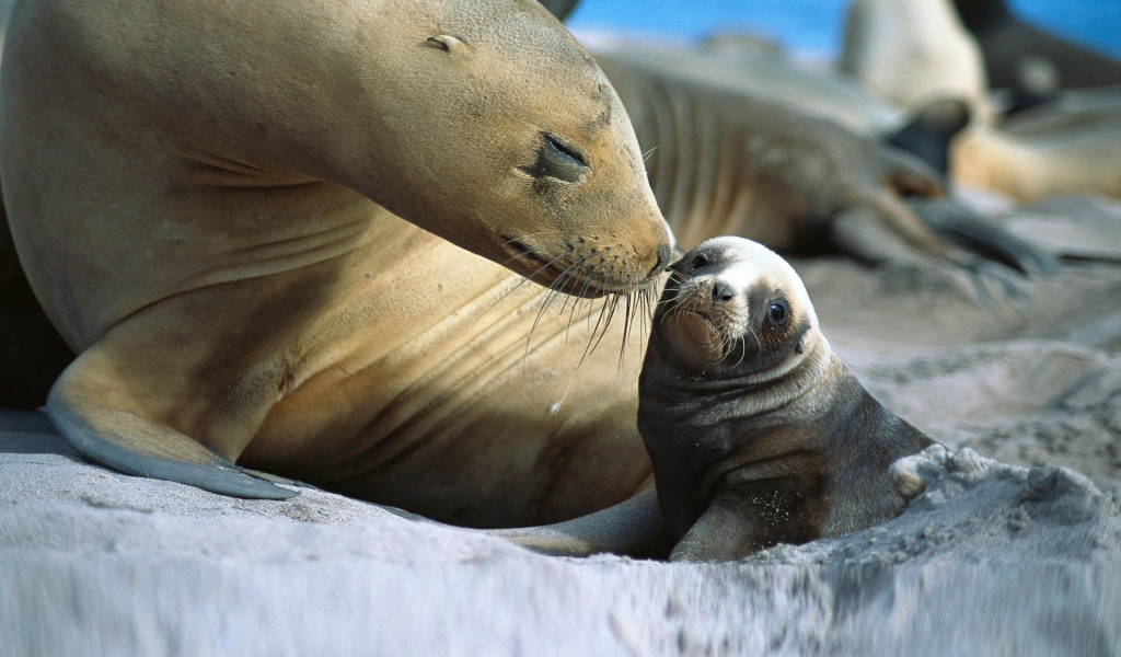 Baby Sea Lion for 1024 x 600 widescreen resolution