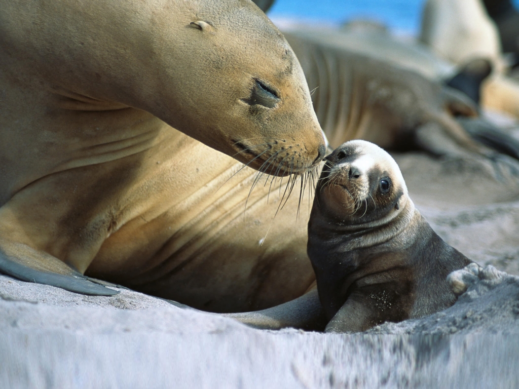 Baby Sea Lion for 1024 x 768 resolution