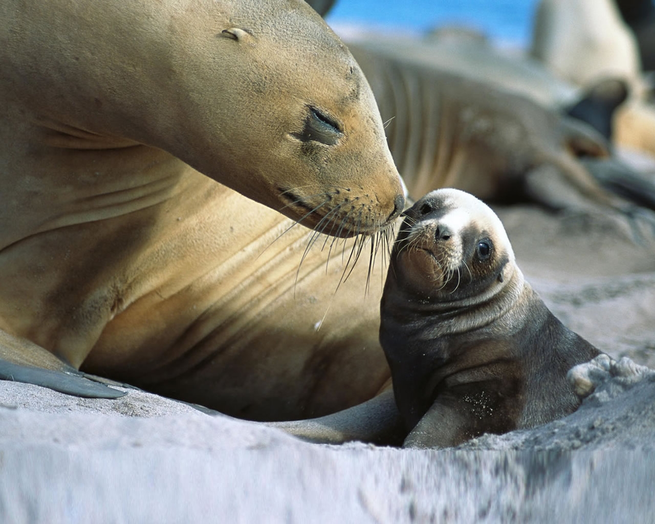 Baby Sea Lion for 1280 x 1024 resolution