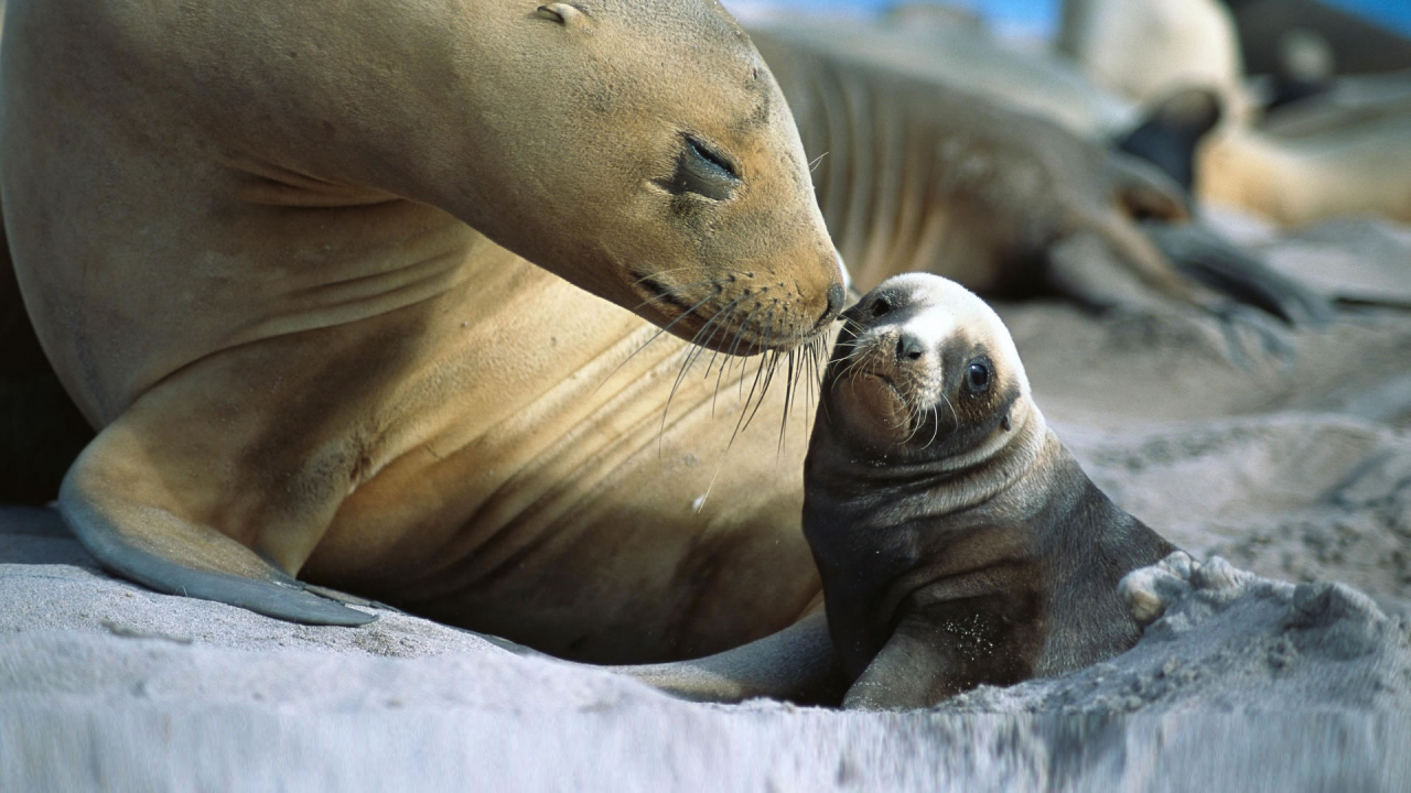 Baby Sea Lion for 1280 x 720 HDTV 720p resolution