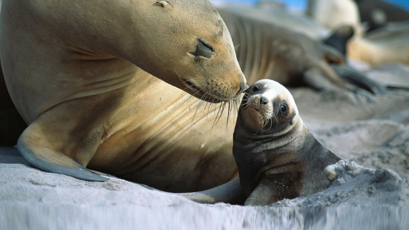 Baby Sea Lion for 1366 x 768 HDTV resolution
