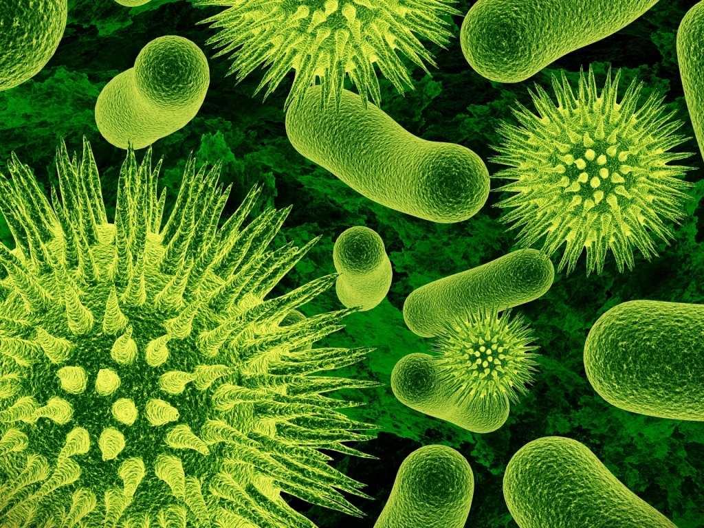Bacteria for 1024 x 768 resolution