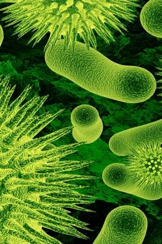 Bacteria for 320 x 480 iPhone resolution