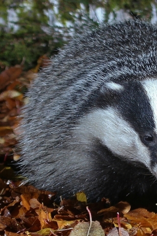 Badger for 320 x 480 iPhone resolution