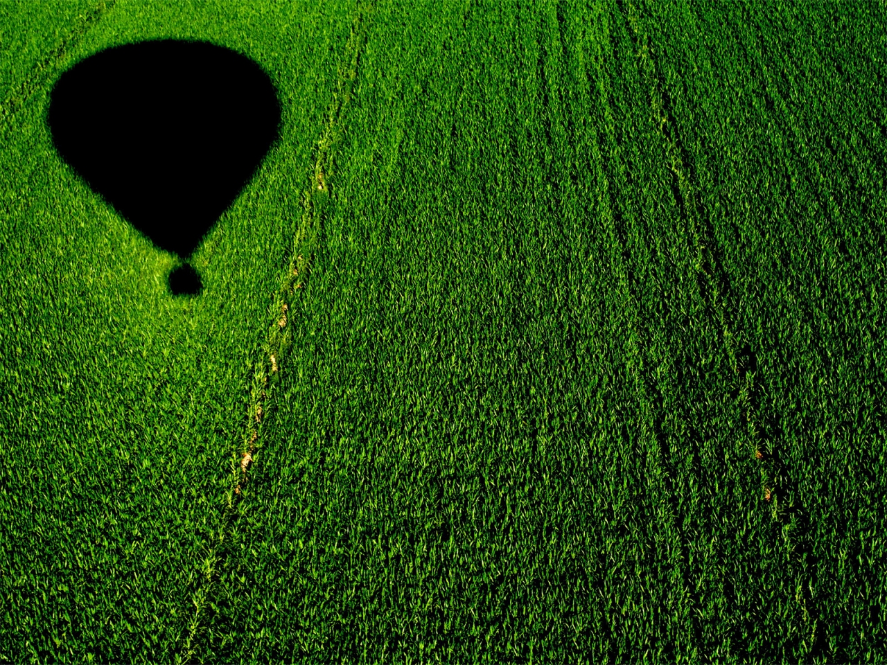 Balloon over a Cornfield for 1280 x 960 resolution