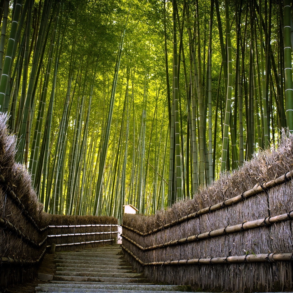 Bamboo Fence for 1024 x 1024 iPad resolution