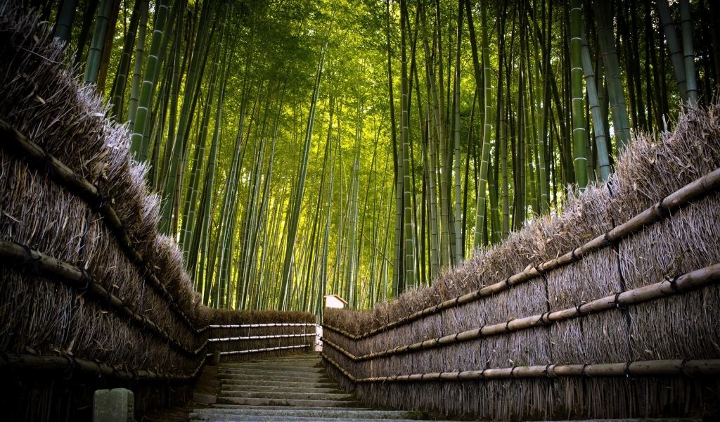 Bamboo Fence for 1024 x 600 widescreen resolution
