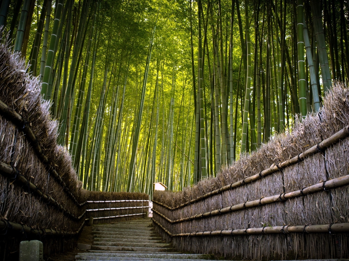 Bamboo Fence for 1152 x 864 resolution