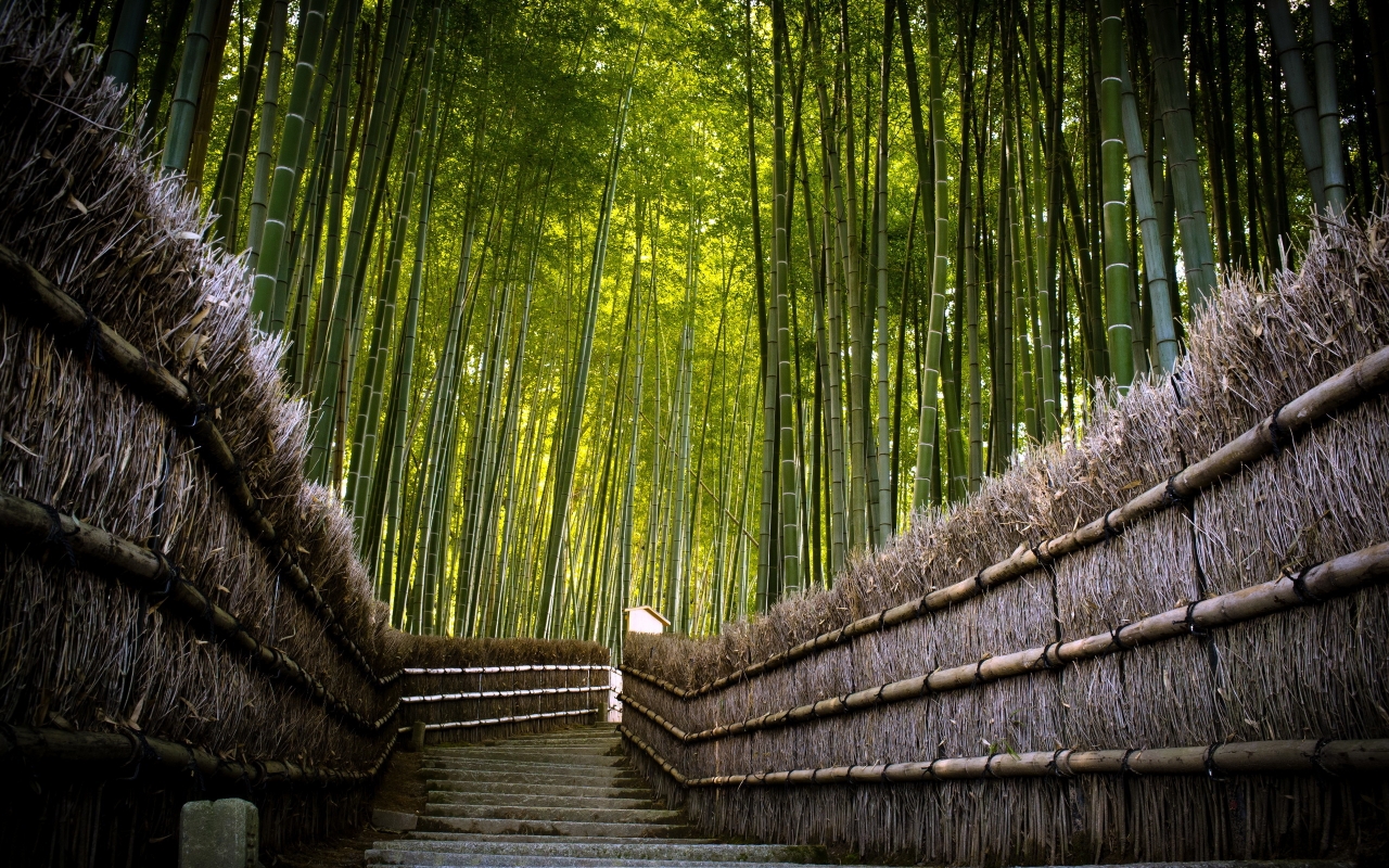 Bamboo Fence for 1280 x 800 widescreen resolution