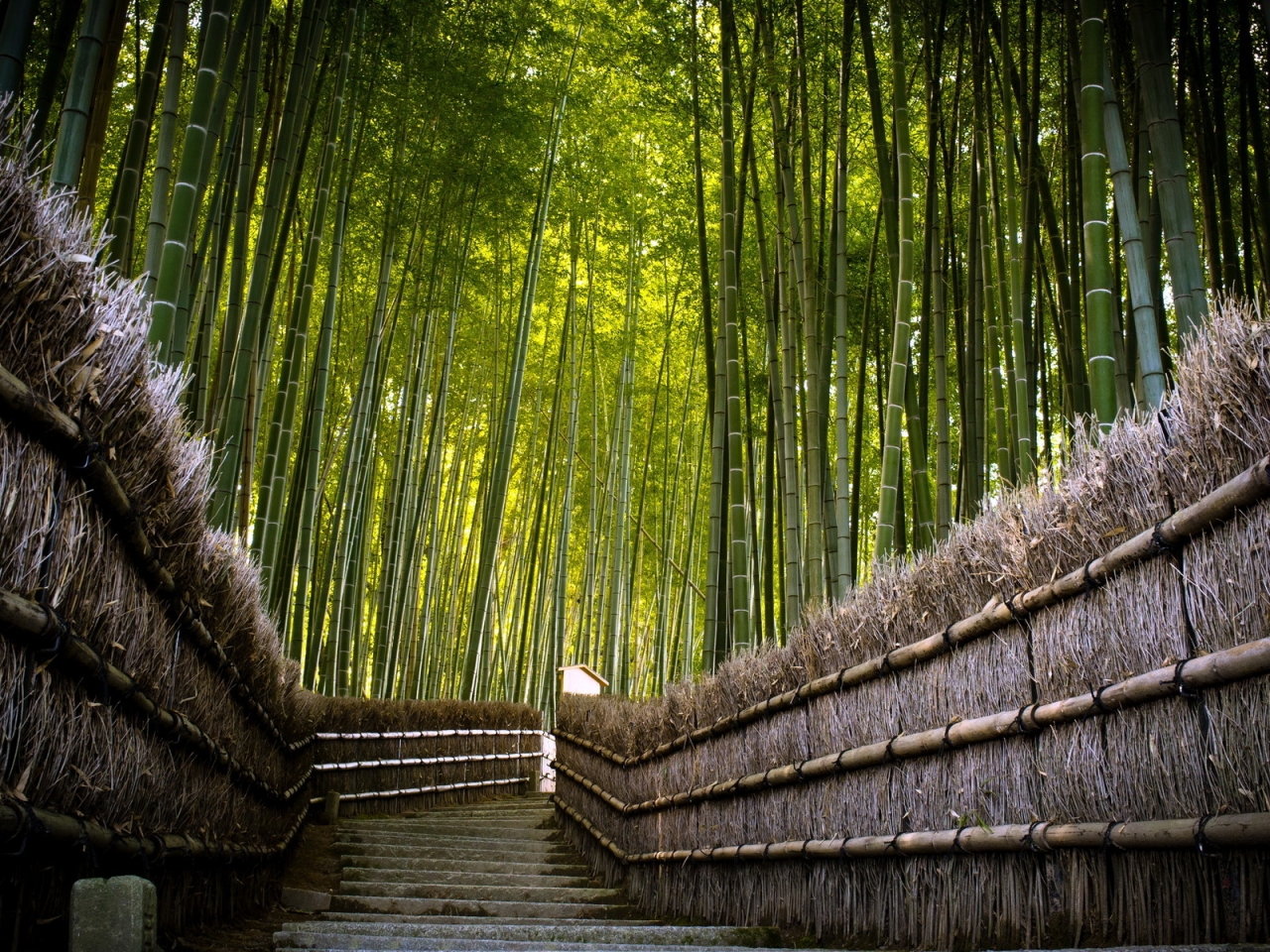 Bamboo Fence for 1280 x 960 resolution