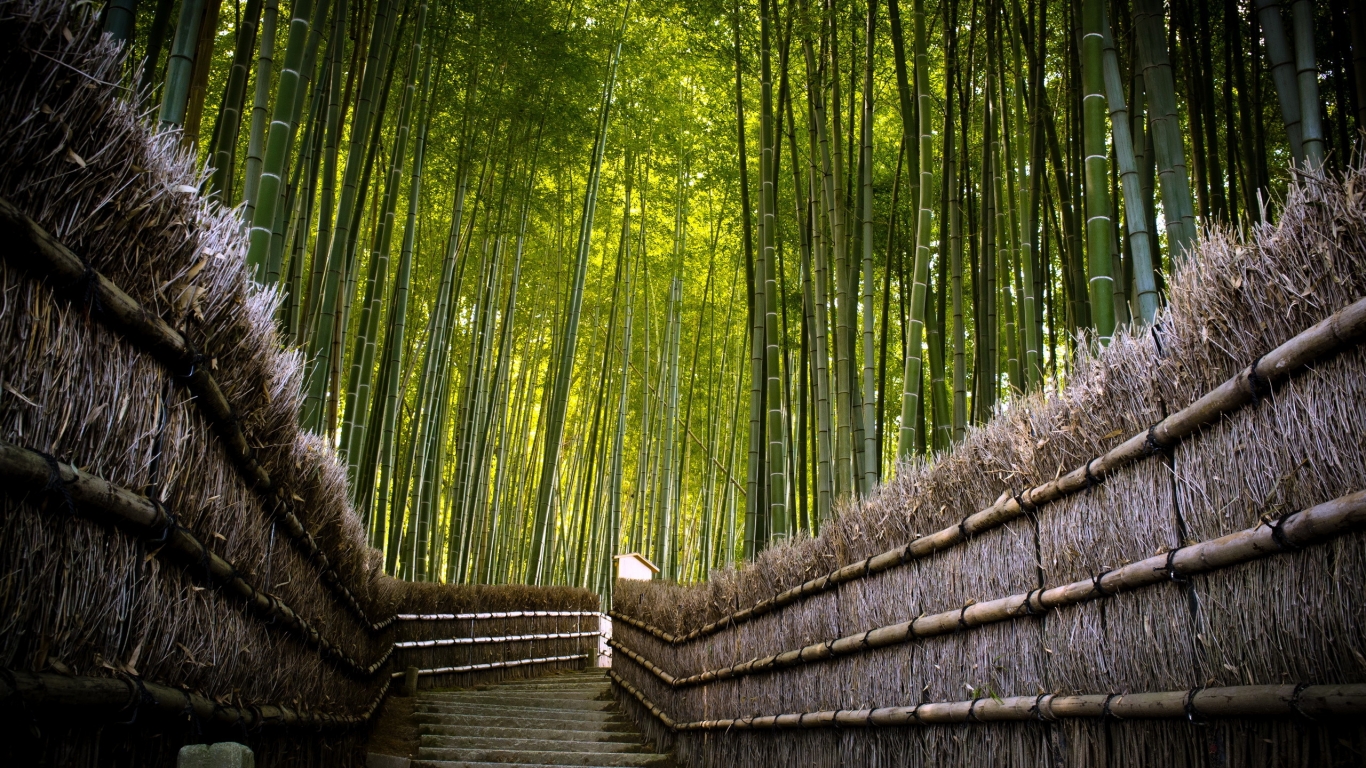 Bamboo Fence for 1366 x 768 HDTV resolution