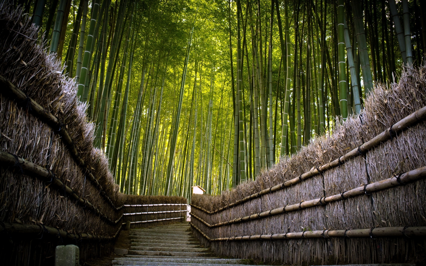 Bamboo Fence for 1680 x 1050 widescreen resolution