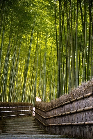 Bamboo Fence for 320 x 480 iPhone resolution