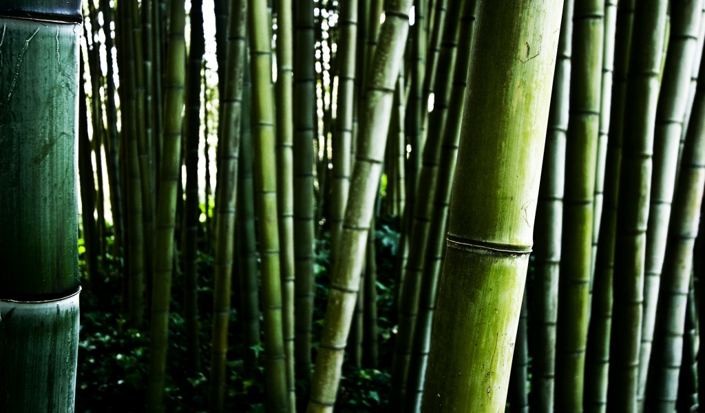 Bamboo stalks for 1024 x 600 widescreen resolution