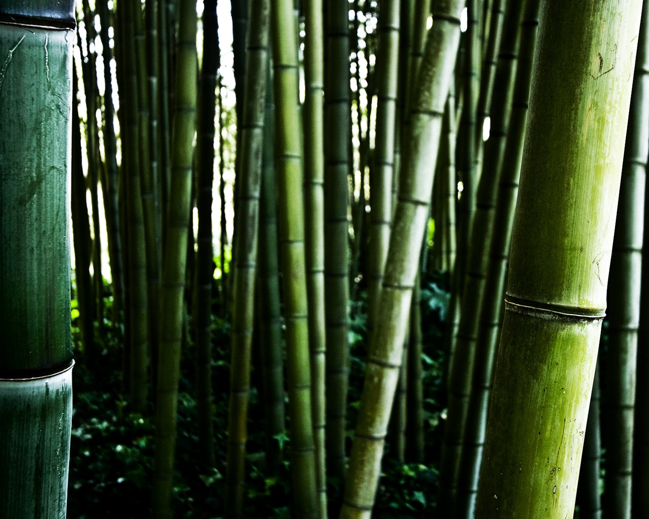 Bamboo stalks for 1280 x 1024 resolution