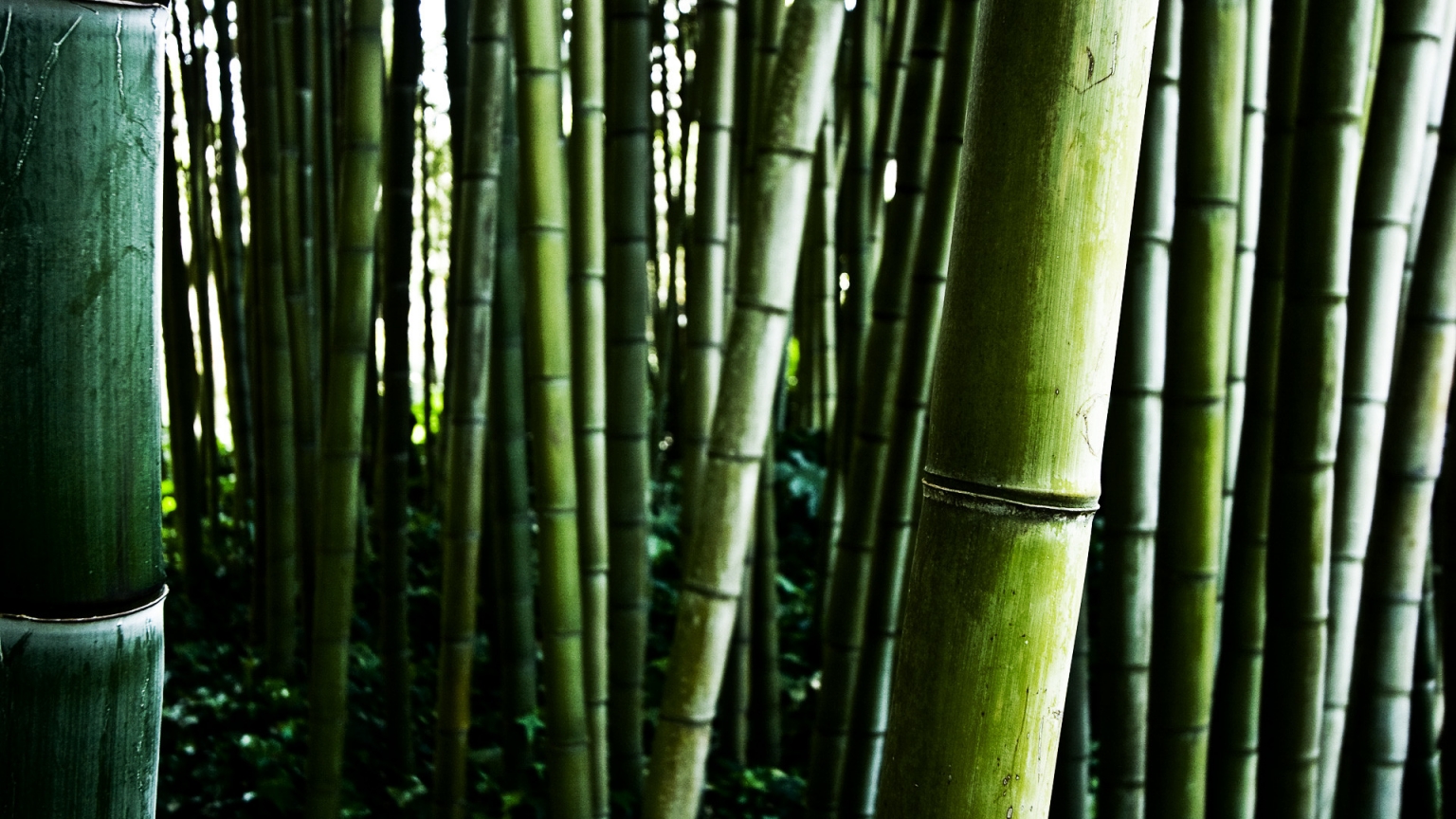 Bamboo stalks for 1536 x 864 HDTV resolution