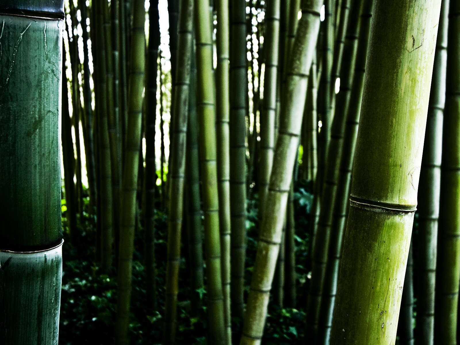 Bamboo stalks 1600 x 1200 Wallpaper