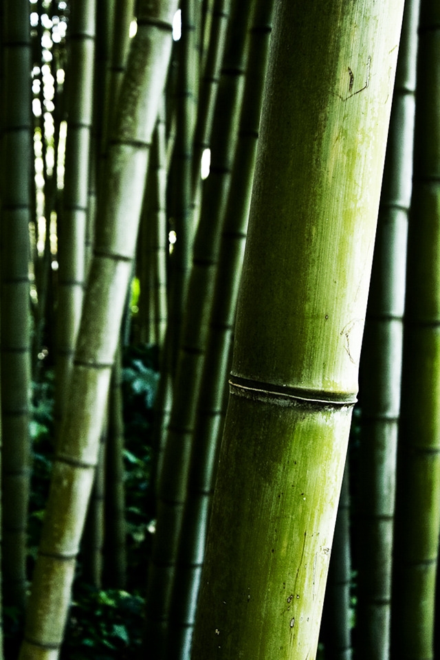 Bamboo stalks for 640 x 960 iPhone 4 resolution