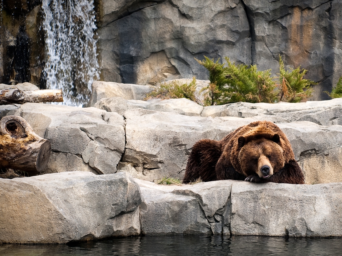 Bear Life for 1152 x 864 resolution