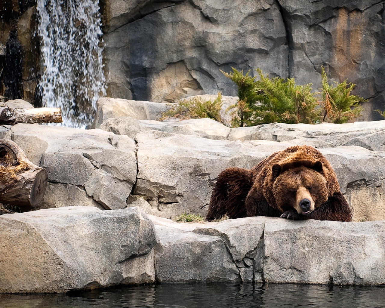 Bear Life for 1280 x 1024 resolution