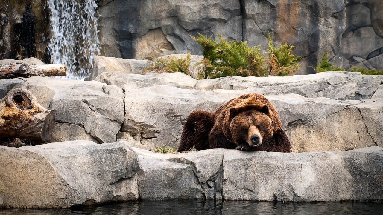 Bear Life for 1280 x 720 HDTV 720p resolution