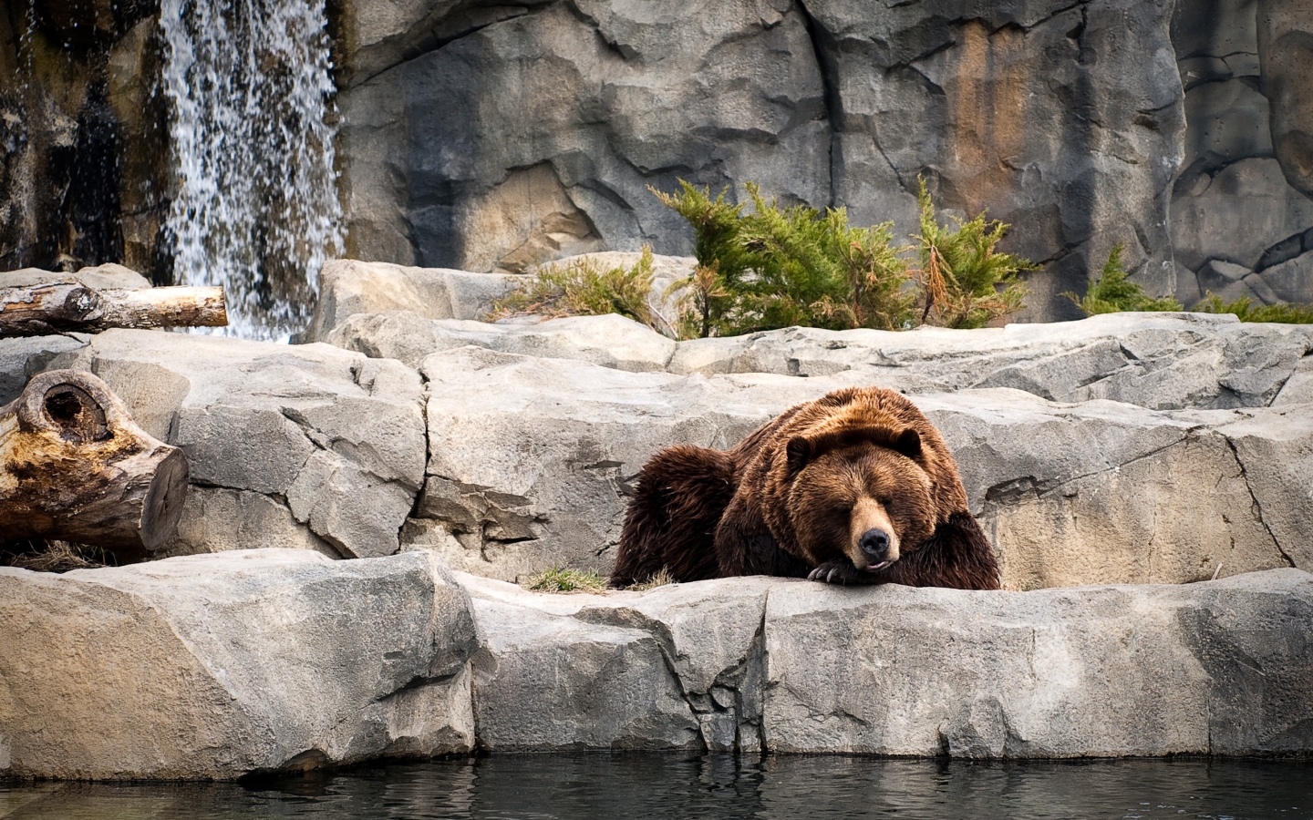 Bear Life for 1440 x 900 widescreen resolution