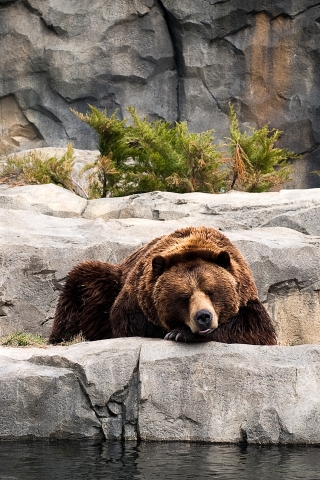 Bear Life for 320 x 480 iPhone resolution