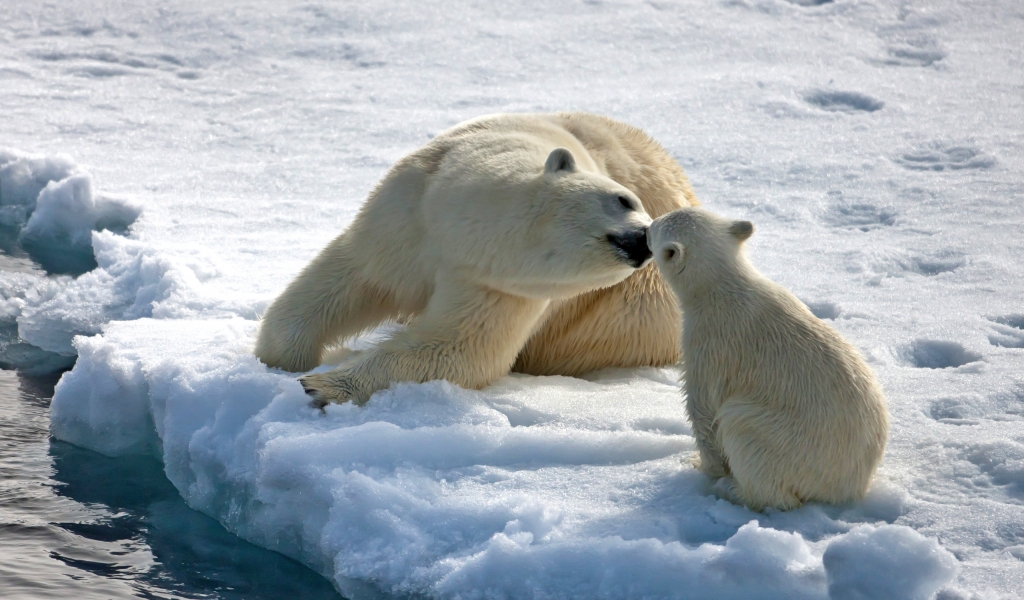Bear Mothers Love for 1024 x 600 widescreen resolution