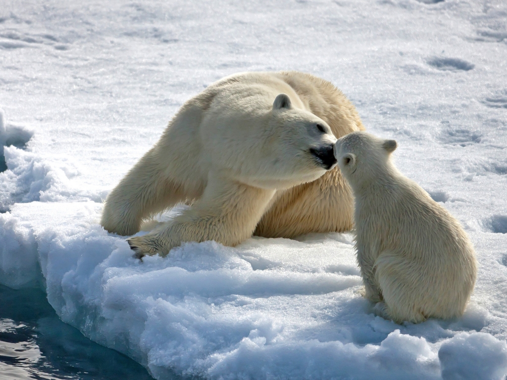 Bear Mothers Love for 1024 x 768 resolution