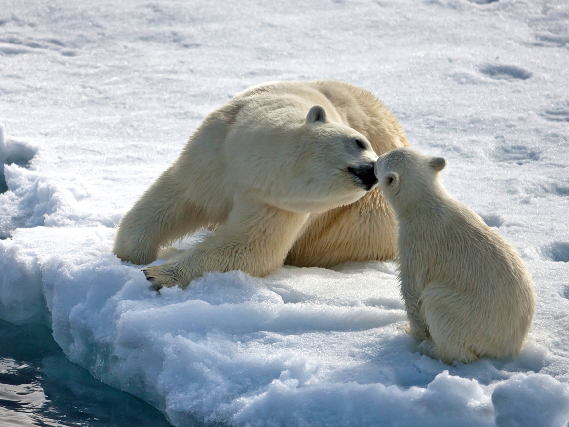 Bear Mothers Love for 1152 x 864 resolution