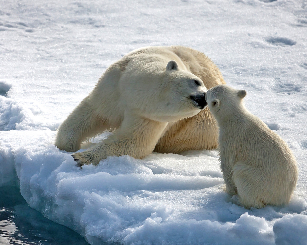Bear Mothers Love for 1280 x 1024 resolution