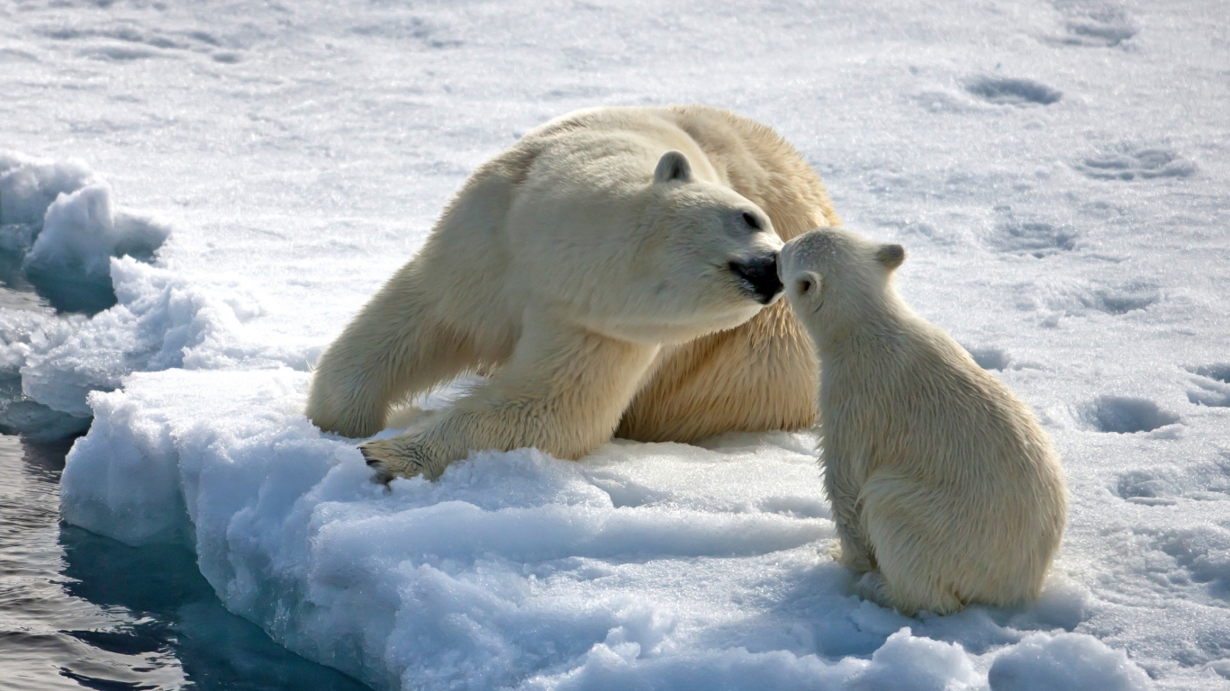Bear Mothers Love for 1366 x 768 HDTV resolution