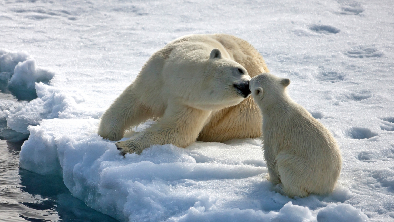 Bear Mothers Love for 1536 x 864 HDTV resolution