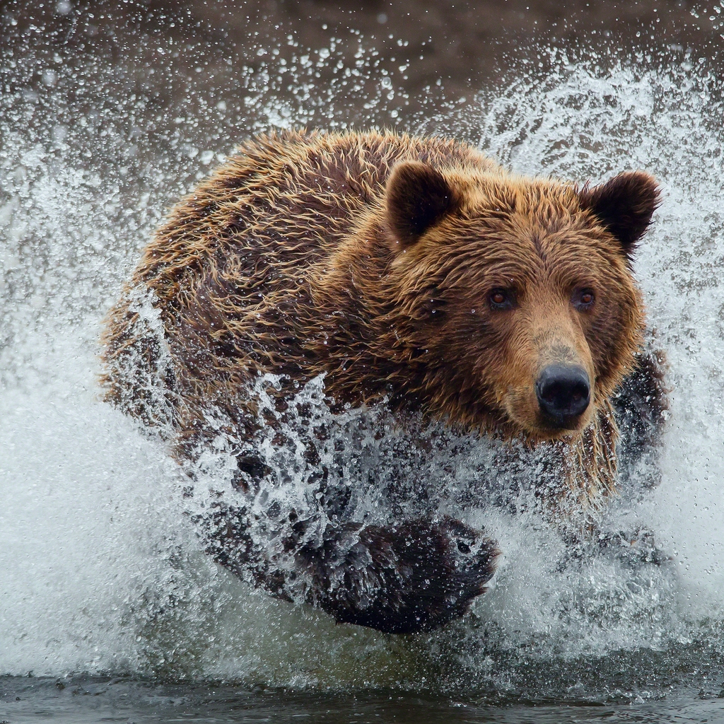 Bear Running Splash for 1024 x 1024 iPad resolution