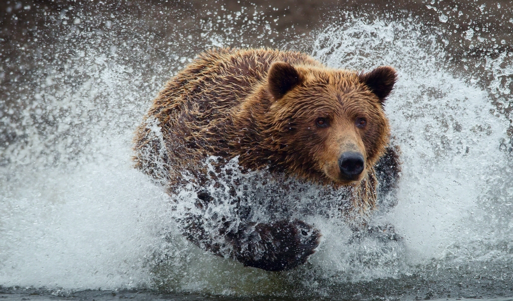 Bear Running Splash for 1024 x 600 widescreen resolution