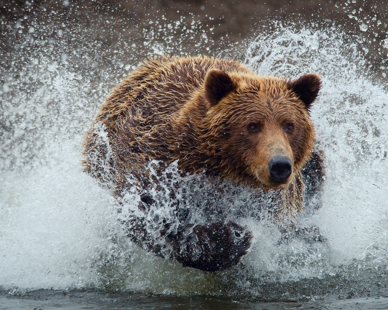 Bear Running Splash for 1280 x 1024 resolution
