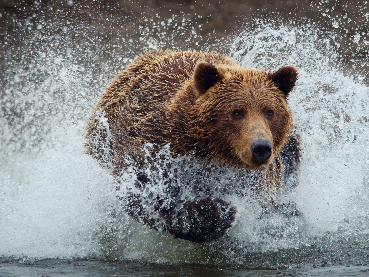 Bear Running Splash for 1280 x 960 resolution