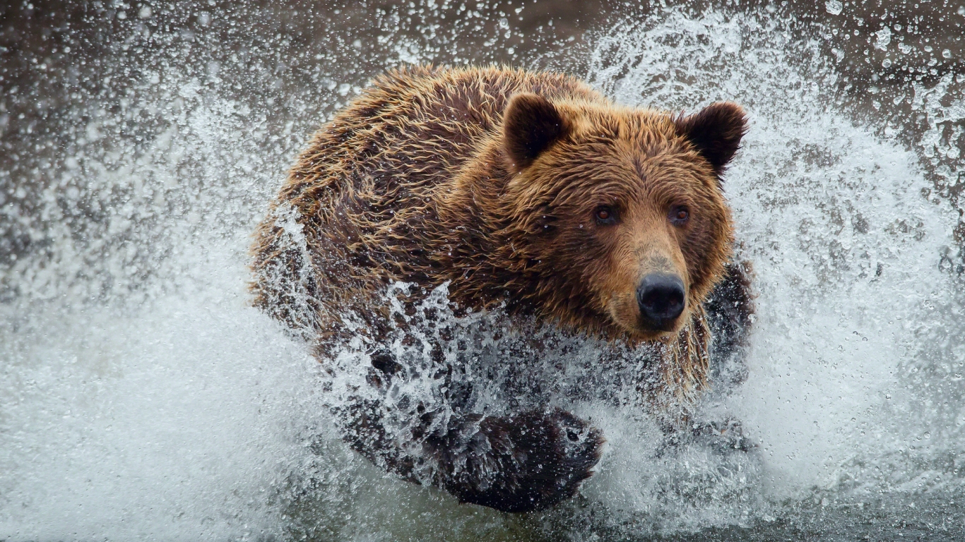 Bear Running Splash for 1366 x 768 HDTV resolution