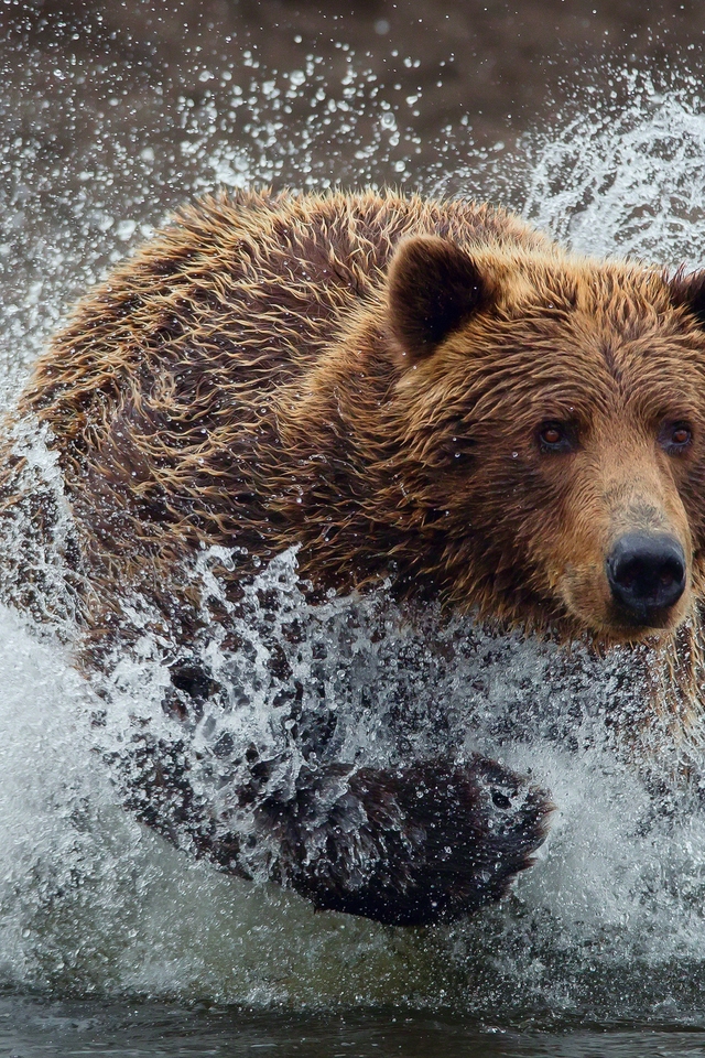Bear Running Splash for 640 x 960 iPhone 4 resolution