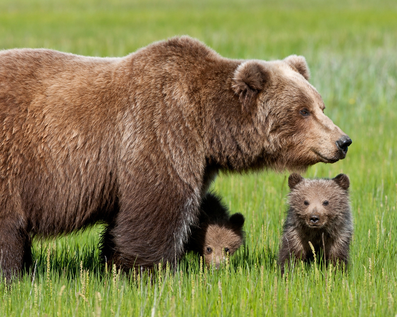 Bear with Cubs for 1280 x 1024 resolution