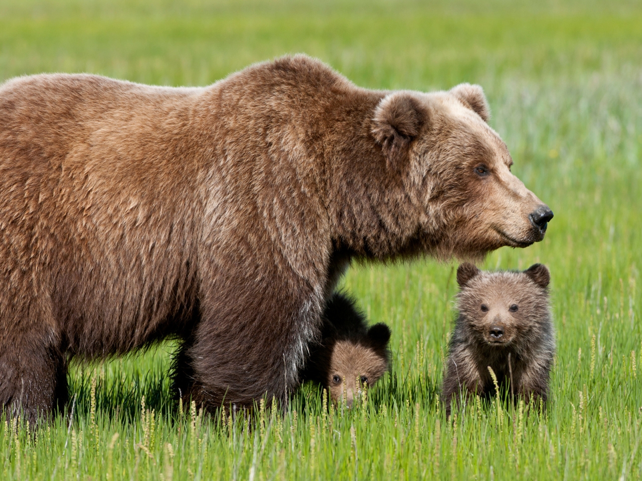 Bear with Cubs for 1280 x 960 resolution