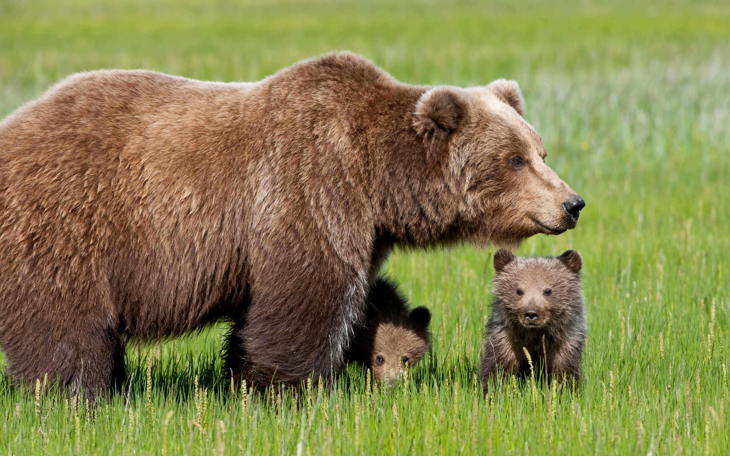 Bear with Cubs for 2560 x 1600 widescreen resolution