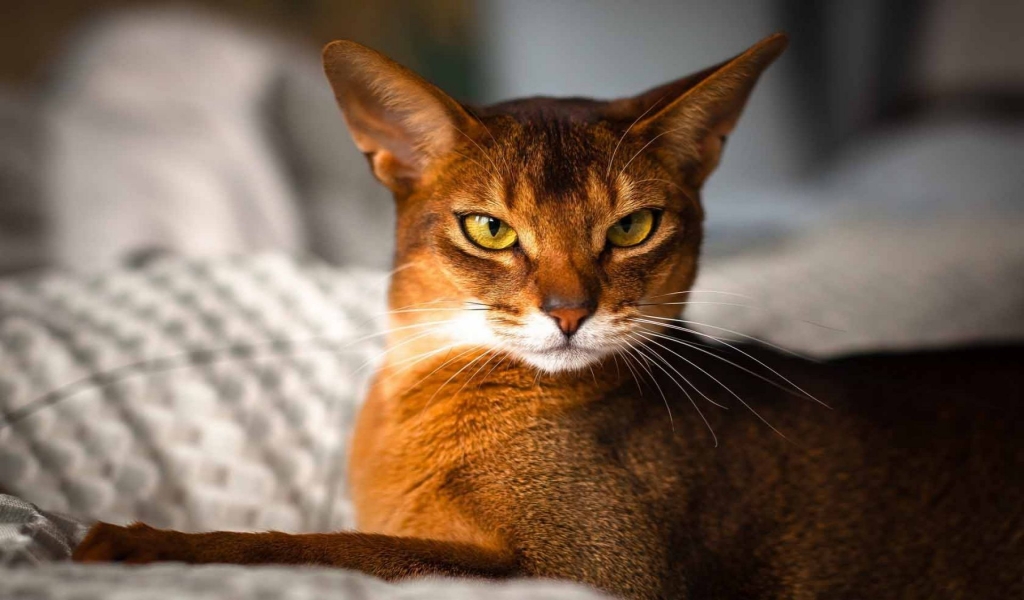 Beautiful Abyssinian Cat for 1024 x 600 widescreen resolution