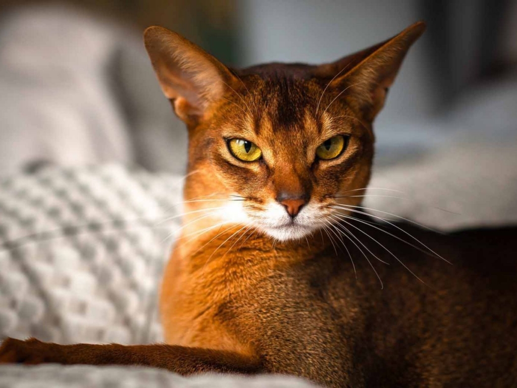 Beautiful Abyssinian Cat for 1024 x 768 resolution