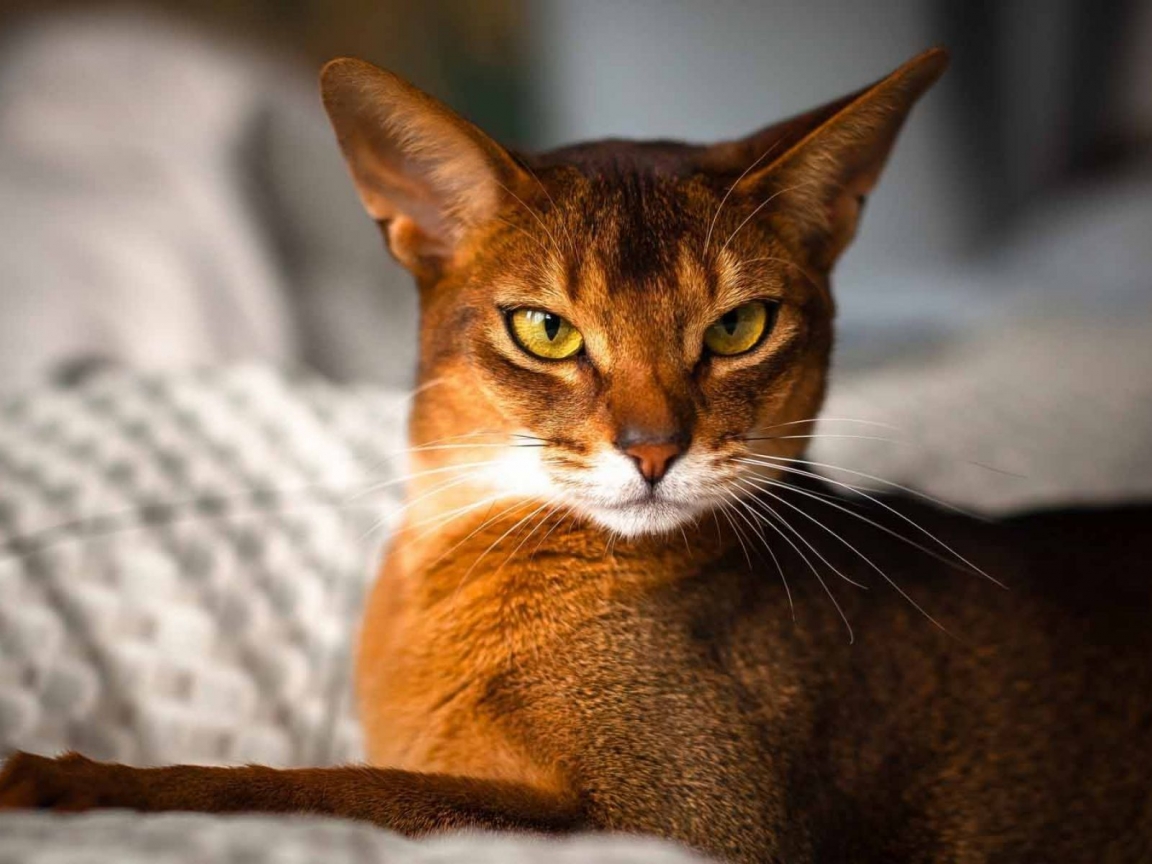Beautiful Abyssinian Cat for 1152 x 864 resolution