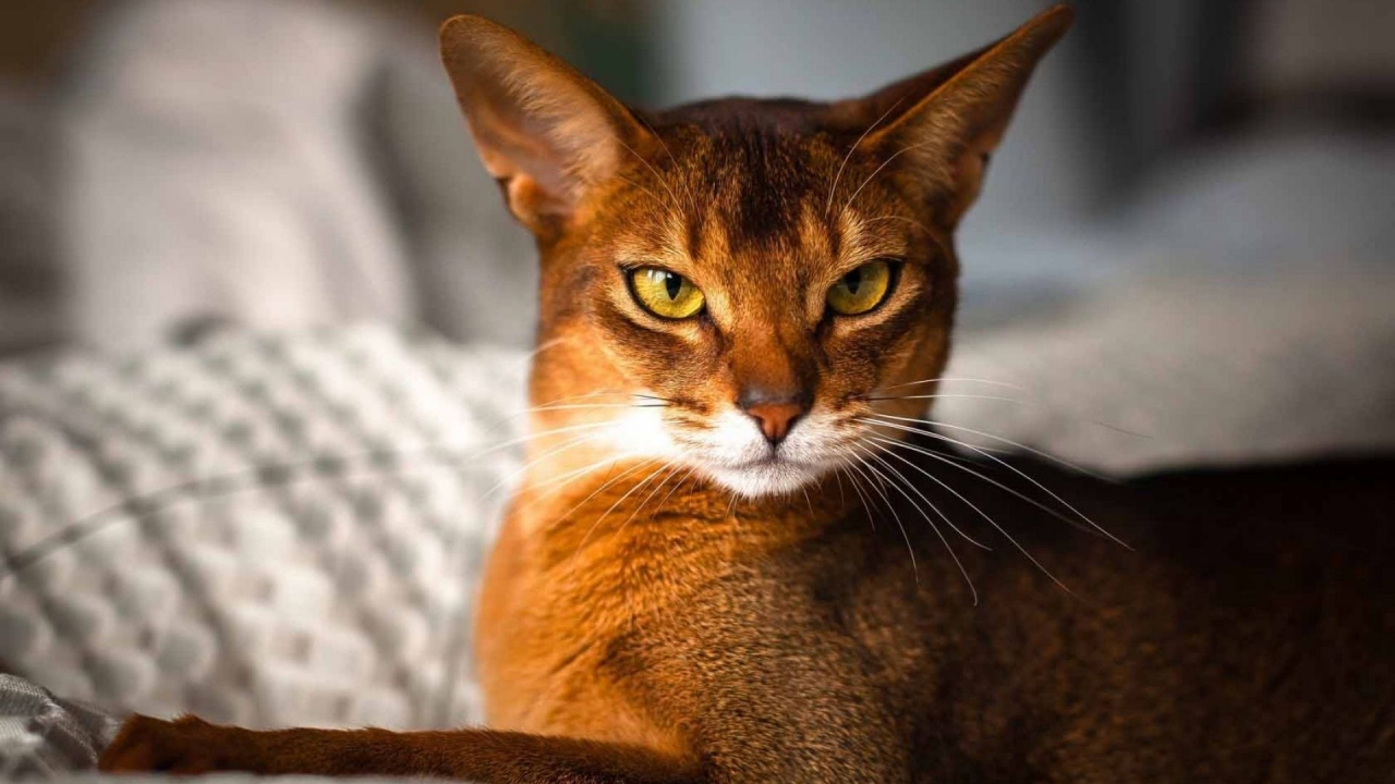 Beautiful Abyssinian Cat for 1280 x 720 HDTV 720p resolution