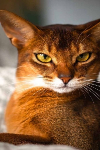 Beautiful Abyssinian Cat for 320 x 480 iPhone resolution