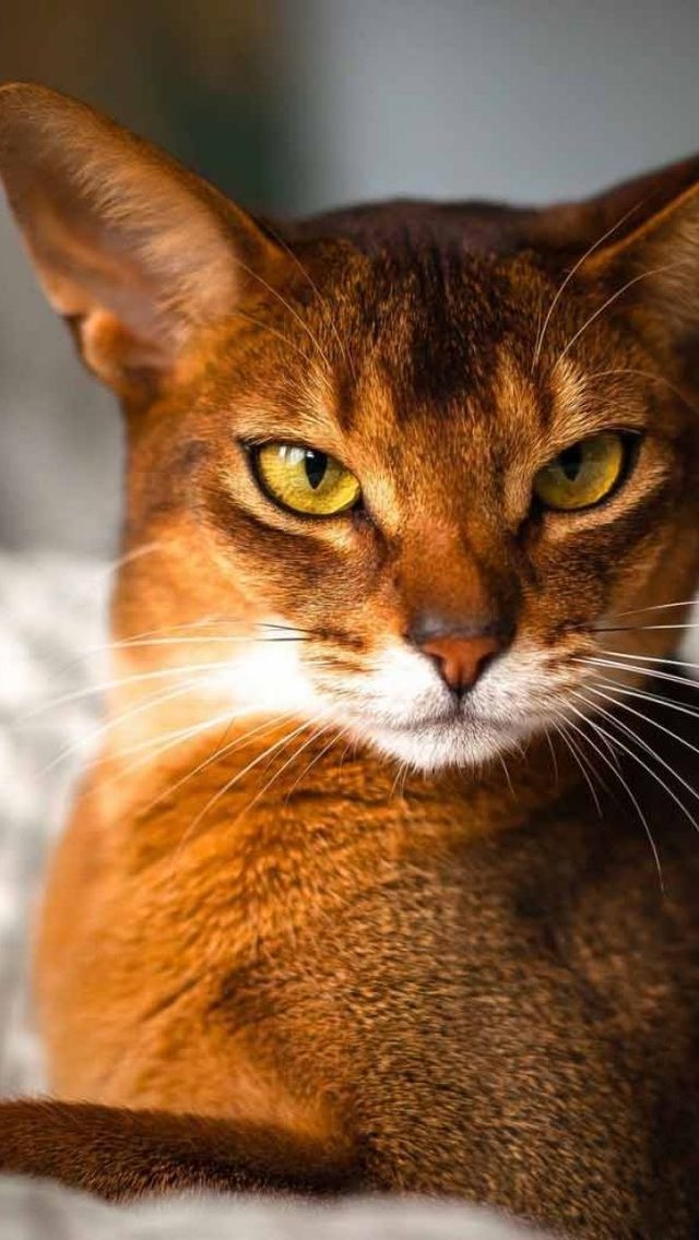 Beautiful Abyssinian Cat for 640 x 1136 iPhone 5 resolution